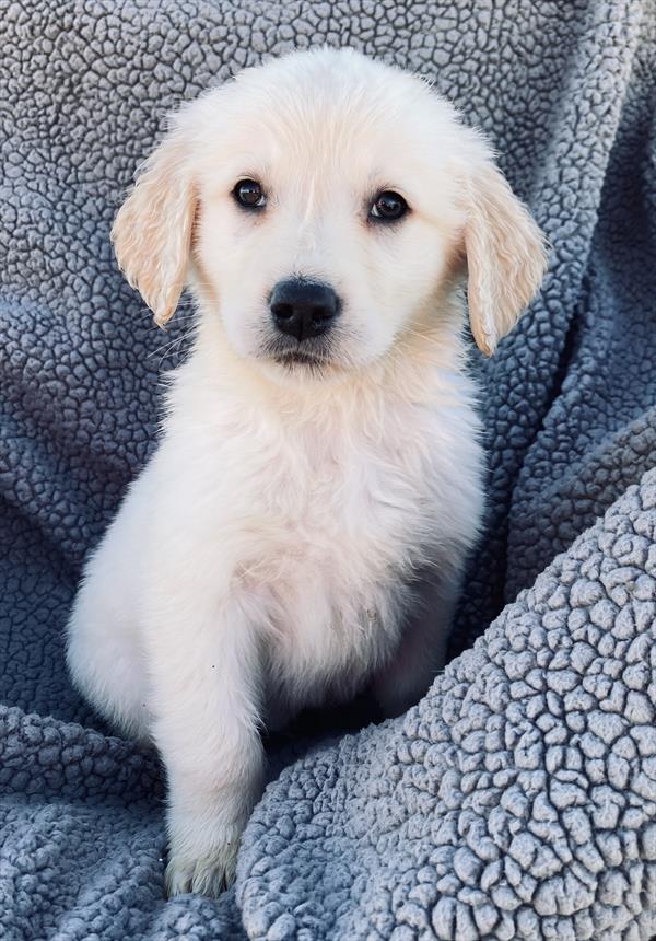 puppy, for, sale, Golden Retriever, Stiehl  Wilson, dog, breeder, Everton, MO, dog-breeder, puppy-for-sale, forsale, nearby, find, puppyfind, locator, puppylocator, aca